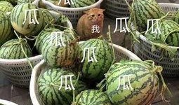 娱乐吃瓜头像图片,揭秘明星幕后故事