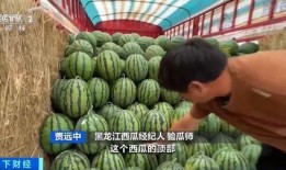 娱乐吃瓜香,吃瓜香背后的精彩故事